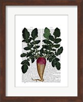 Turnip Fine Art Print