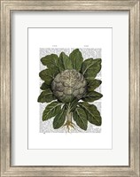Cauliflower Fine Art Print