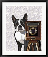 Boston Terrier Photographer Fine Art Print