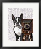 Boston Terrier Photographer Framed Print