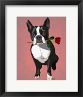 Boston Terrier with Rose in Mouth Framed Print
