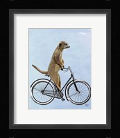 Meerkat on Bicycle Framed Print