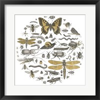 Insect Circle II Framed Print