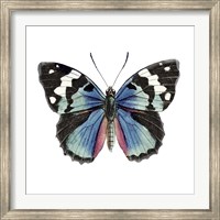 Butterfly Botanical II Fine Art Print