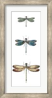 Dragonfly Study I Fine Art Print