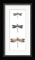 Dragonfly Study I Framed Print