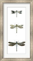 Dragonfly Study II Fine Art Print