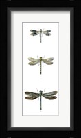 Dragonfly Study II Framed Print