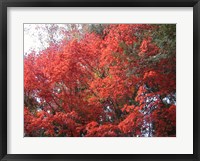 Red Tree Fine Art Print