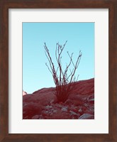 Desert Plant Fine Art Print