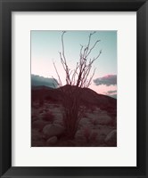 Desert Plants And Sunset Fine Art Print