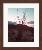 Desert Plants And Sunset Fine Art Print