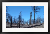 Burned Trees In California Fine Art Print