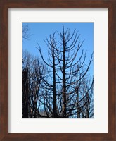 Burned Trees 2 Fine Art Print