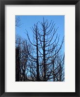 Burned Trees 2 Fine Art Print