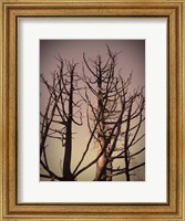 Burned Trees 3 Fine Art Print