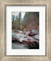 Sierra Nevada Forest 1 Fine Art Print