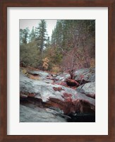 Sierra Nevada Forest 1 Fine Art Print