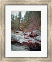 Sierra Nevada Forest 1 Fine Art Print