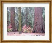 Sequoia Trees Fine Art Print