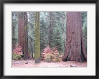 Sequoia Trees Fine Art Print