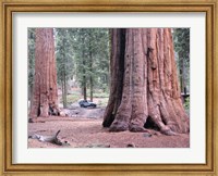 Sequoia Trees 1 Fine Art Print