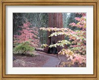 Sequoia Trees 2 Fine Art Print