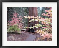 Sequoia Trees 2 Fine Art Print