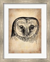 Vintage Owl Fine Art Print