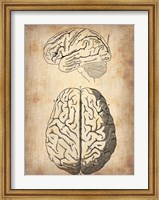 Vintage Brain Anatomy Fine Art Print