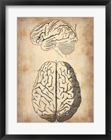 Vintage Brain Anatomy Fine Art Print
