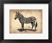 Vintage Zeebra Fine Art Print