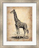 Vintage Giraffe Fine Art Print