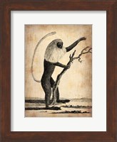 Vintage Monkey Fine Art Print