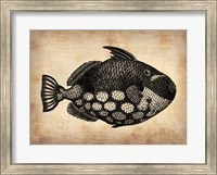 Vintage Fish Fine Art Print