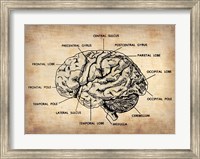 Vintage Brain Map Anatomy Fine Art Print