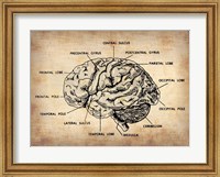 Vintage Brain Map Anatomy Fine Art Print