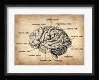 Vintage Brain Map Anatomy Fine Art Print