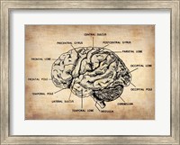 Vintage Brain Map Anatomy Fine Art Print