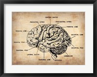 Vintage Brain Map Anatomy Fine Art Print