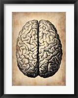 Vintage Brain Fine Art Print