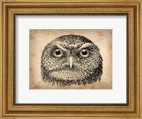 Vintage Owl Face Fine Art Print