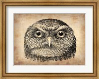 Vintage Owl Face Fine Art Print