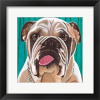 Dlynn's Dogs - Bosco Framed Print