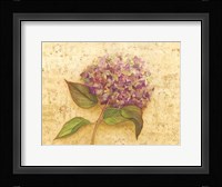 Hydrangea Love I Fine Art Print
