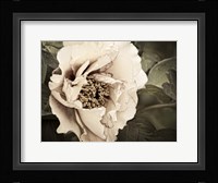 Golden Era Peony I Framed Print
