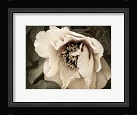 Golden Era Peony III Framed Print