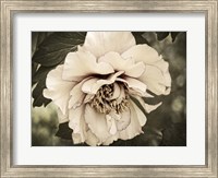 Golden Era Peony IV Fine Art Print