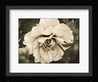 Golden Era Peony IV Framed Print
