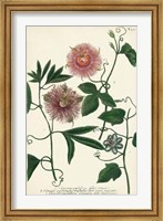 Antique Passion Flower I Fine Art Print